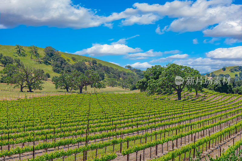 春天葡萄园在圣伊内兹谷圣巴巴拉，加州