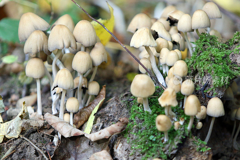 秋天的蘑菇