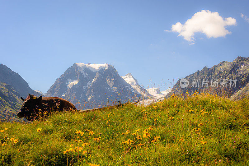 阿罗拉旅游风光，牛和山