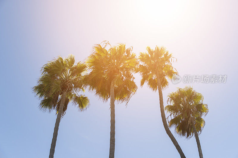 高大的加州棕榈树