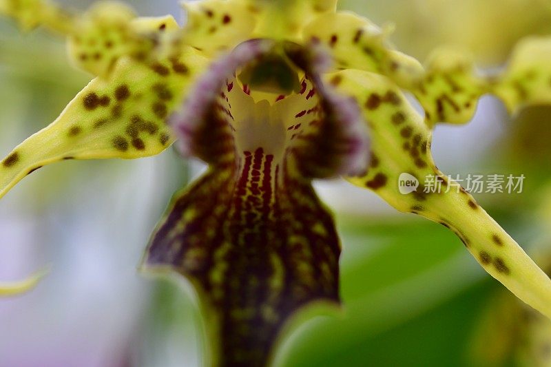 兰花的花