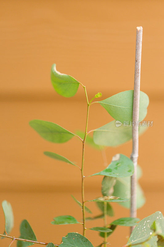 桉树“幸运的国家”植物