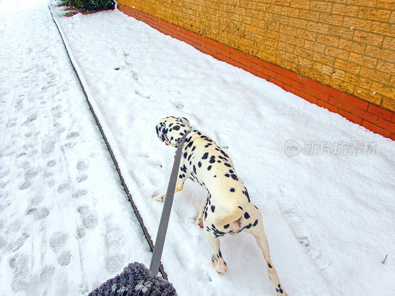 雪下的郊区庄园，一条达尔马提亚狗在小路上散步