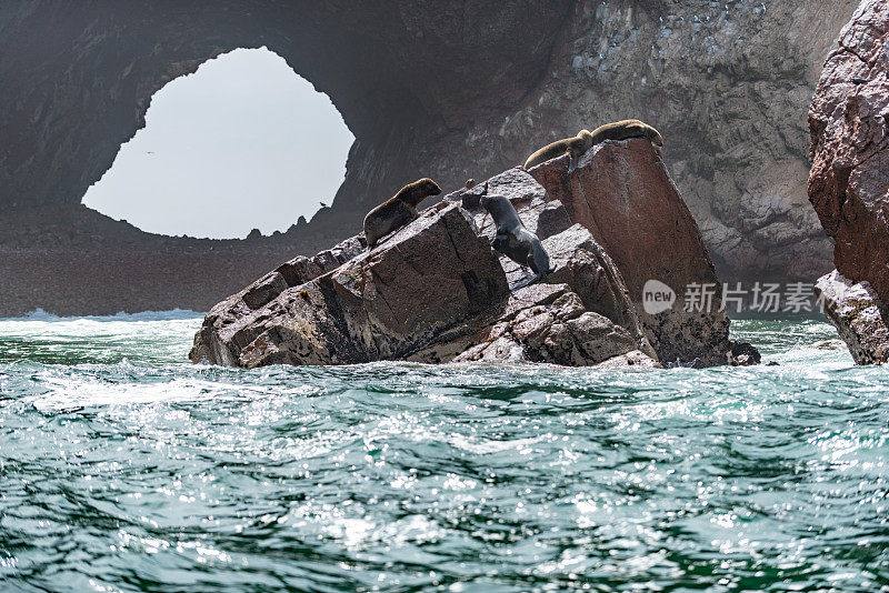 秘鲁巴列斯塔斯群岛国家保护区的南美海狮