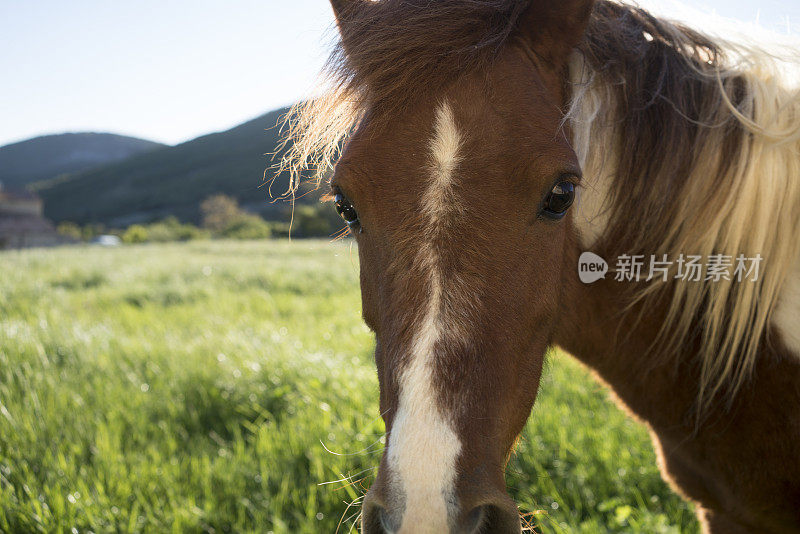 设得兰矮种马