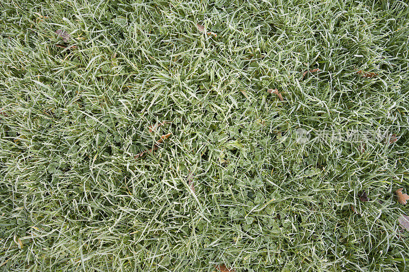 冰冻的草坪草。