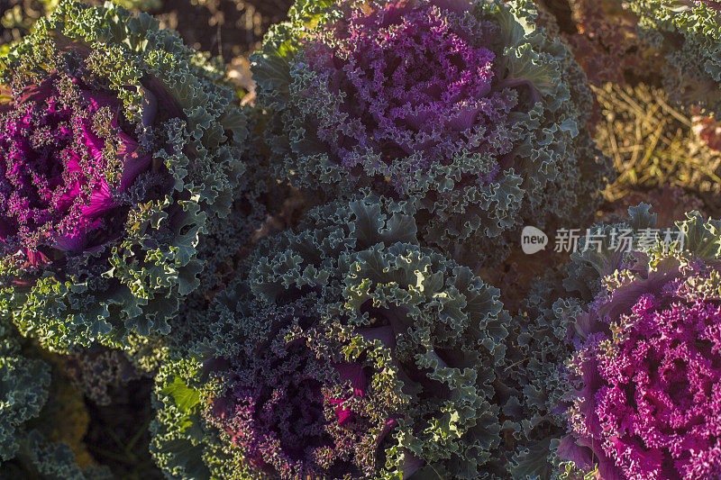 装饰白菜，装饰白菜，花椰菜，甘蓝