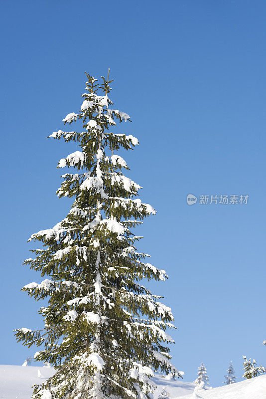 冬天，雪覆盖着挪威云杉