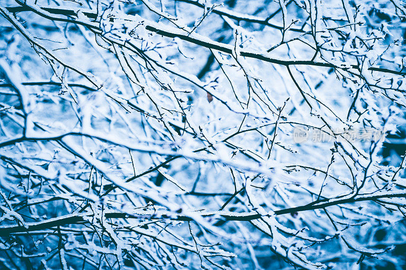 冬枝有雪