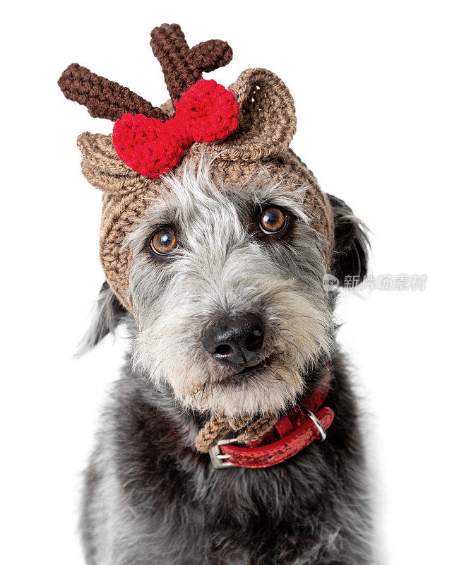 滑稽的狗戴着圣诞驯鹿针织帽