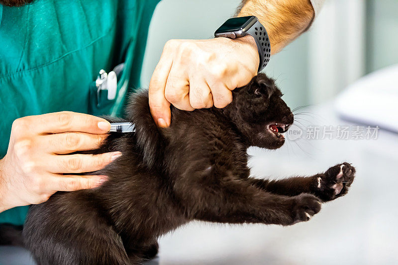 兽医诊所的苏格兰折耳猫