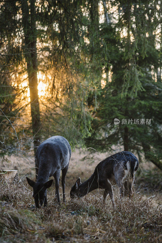 冬天阳光下的驯鹿。巴伐利亚，兰德斯伯格和莱赫