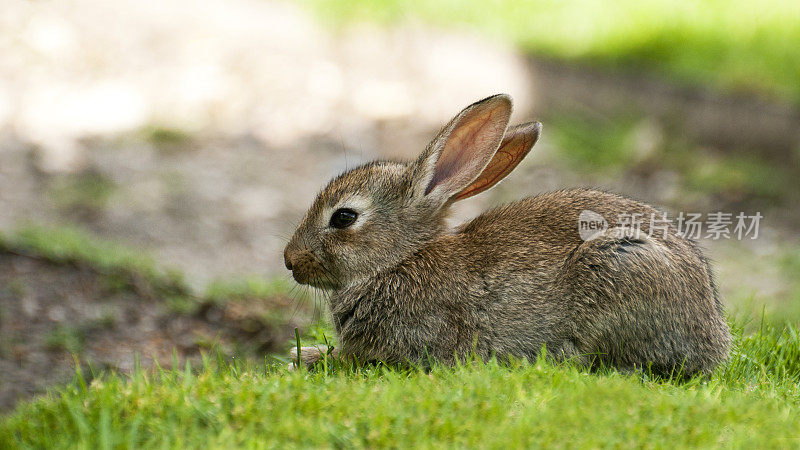 巴黎公园里的小兔子