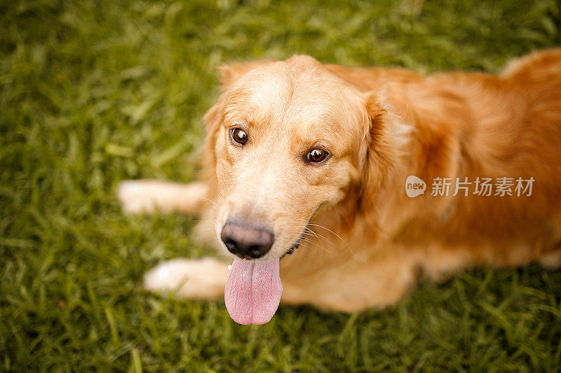 好玩的金毛猎犬