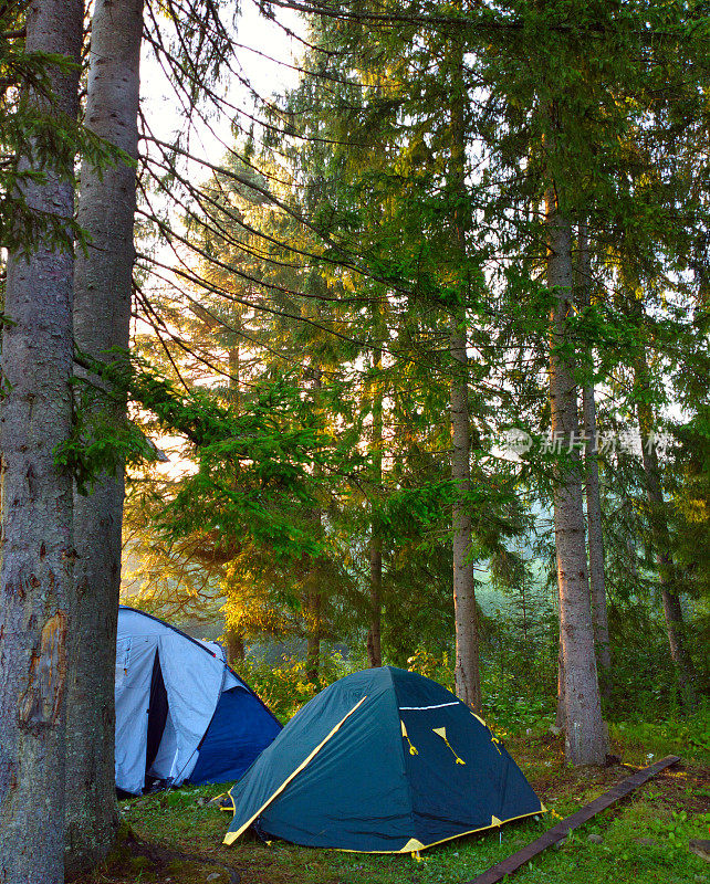 在森林的树木之间的帐篷。