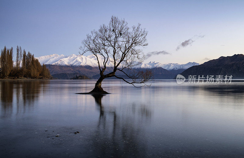 新西兰瓦纳卡湖名树的黎明