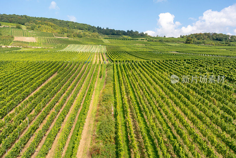 葡萄园在低森林纪念碑纪念碑Rüdesheim，德国