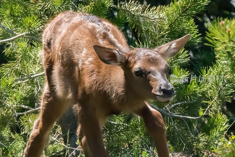 美国黄石公园的麋鹿和新生幼崽