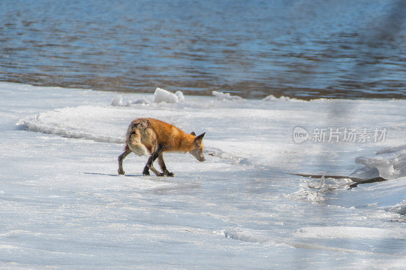 红狐在冰面上行走