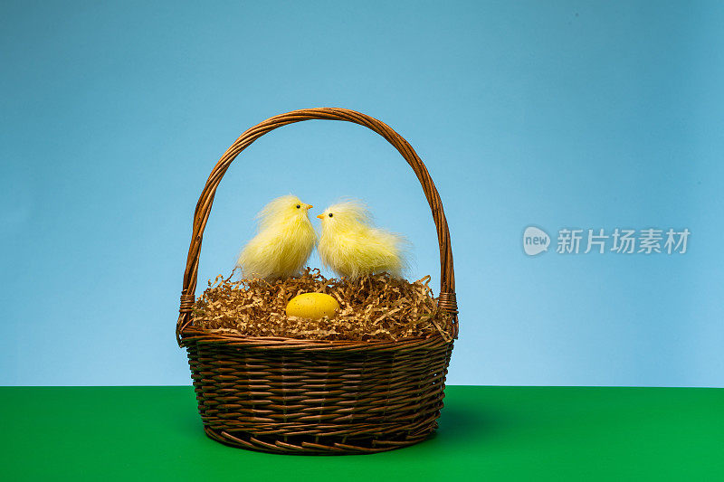 小鸡在复活节篮子里筑巢