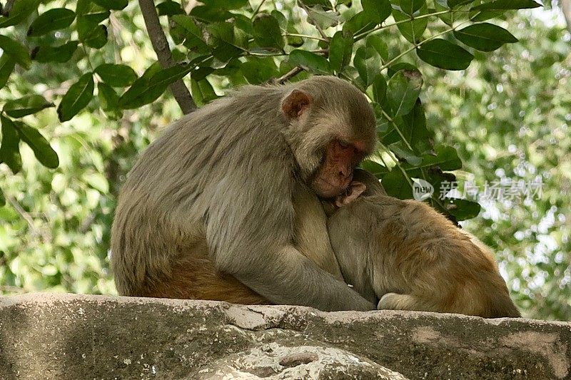 印度北方邦阿格拉，野生恒河猴一家，母亲和婴儿坐在公共花园寺庙墙的树荫下哺乳