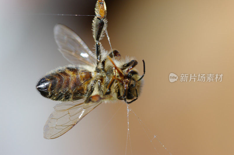 蜘蛛网里的死蜜蜂