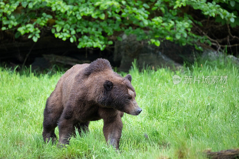 加拿大大熊雨林中的大型雄性灰熊