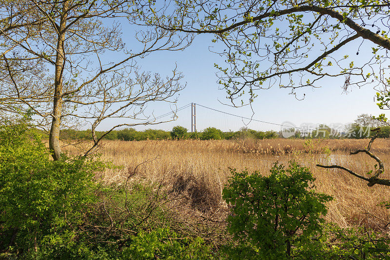 在林肯郡巴顿附近的河南岸，树木构成了汉伯桥的框架