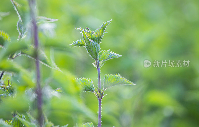 荨麻的形象在春天，新叶在阳光下