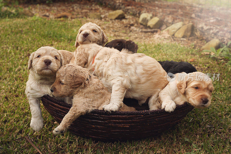 澳大利亚Labradoodle小狗