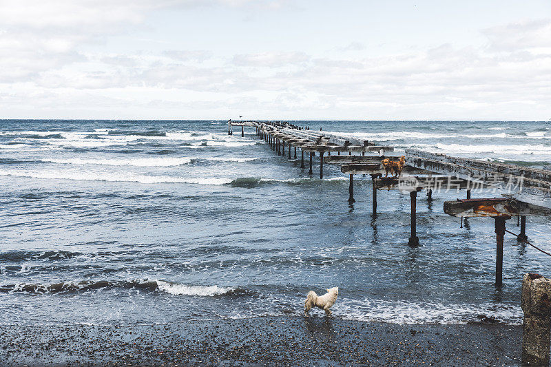智利蓬塔阿雷纳斯海滩上玩耍的狗