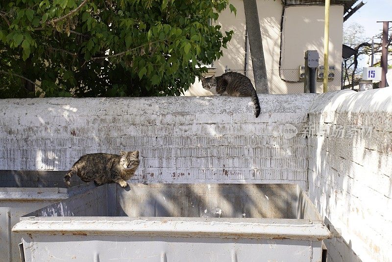 两只猫在城市里