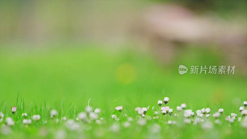 雏菊映衬着樱花树飘落的花瓣