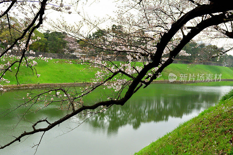 东京千鸟渊公园，绿色背景下的樱花