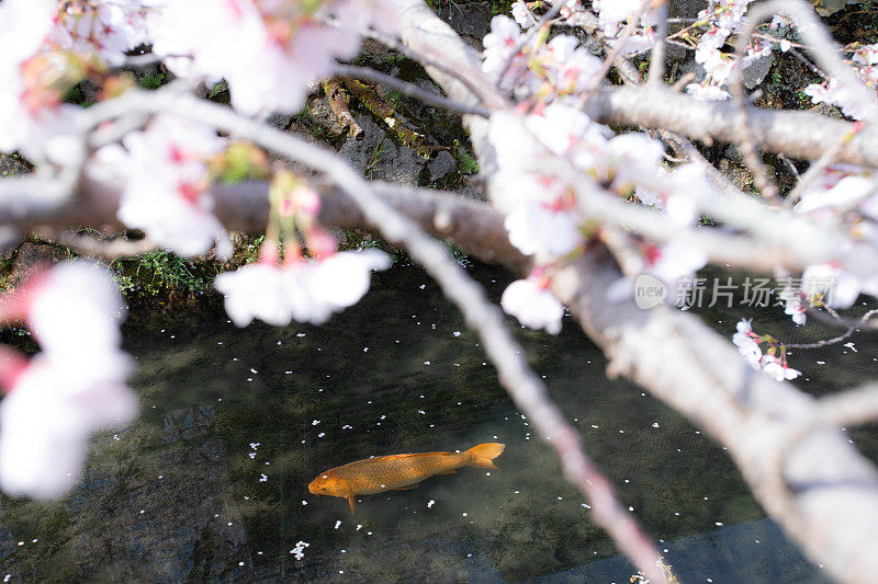 樱花和锦鲤