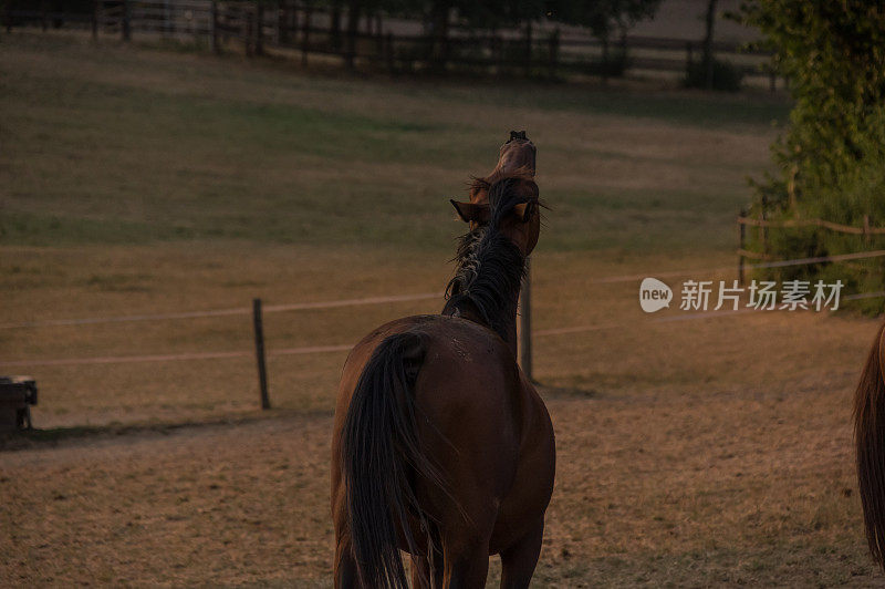 乡村日落场景与flehmen马