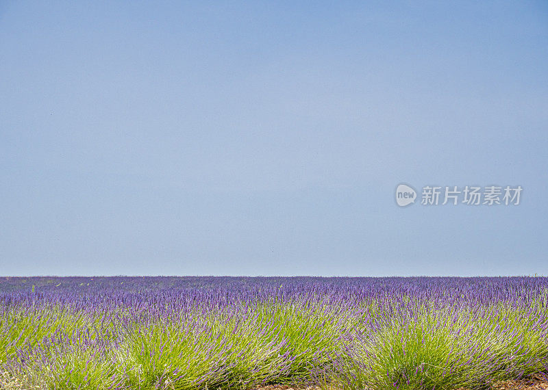 法国普罗旺斯的薰衣草田