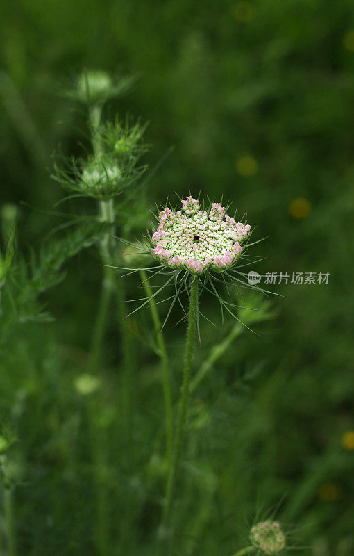 安妮女王的花边在夏天开花