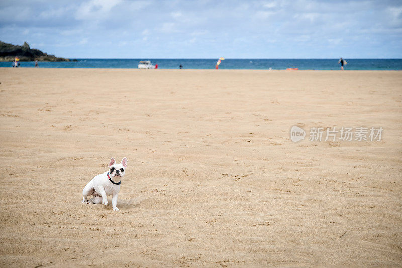 在英国康沃尔的哈林湾沙滩上玩耍的法国斗牛犬