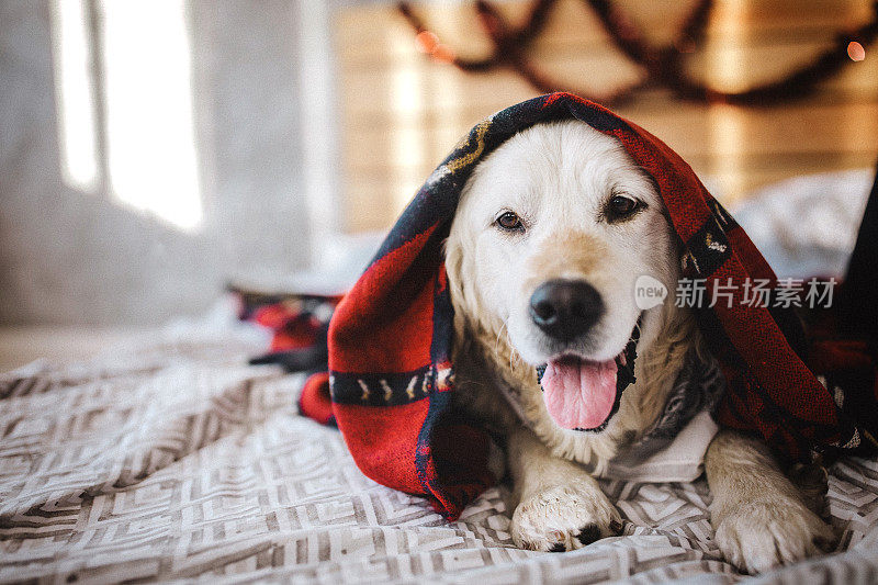 懒狗裹在温暖的毯子里