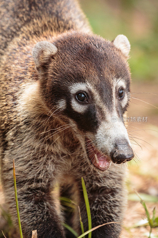 Coati在哥斯达黎加也被称为coatimundi