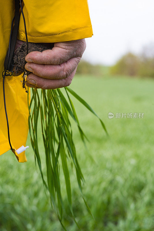 一位穿着黄色夹克的农民在麦田里察看一棵小麦苗，手里拿着小麦苗，这是他手的特写。