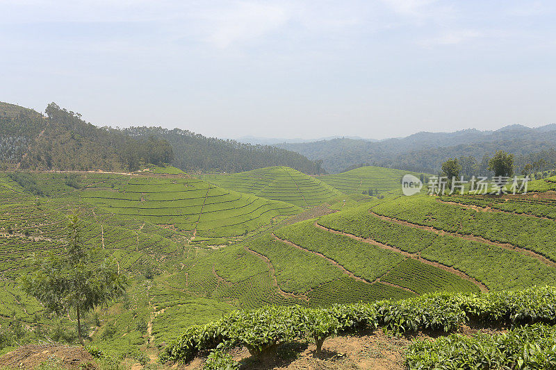 卢旺达靠近Nyungwe森林的茶园