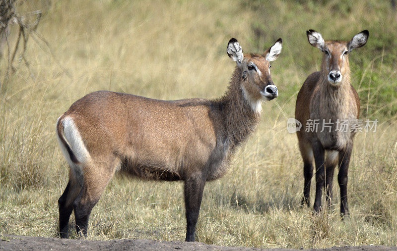 卢旺达Akagera国家公园的Waterbuck