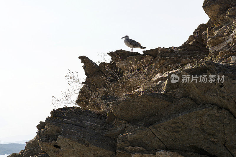 希腊哈尔基迪基乌拉努波利的阿穆里亚尼岛布满岩石的海边