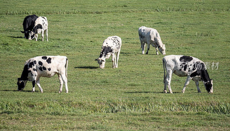 牛群在红色的圩田里吃草