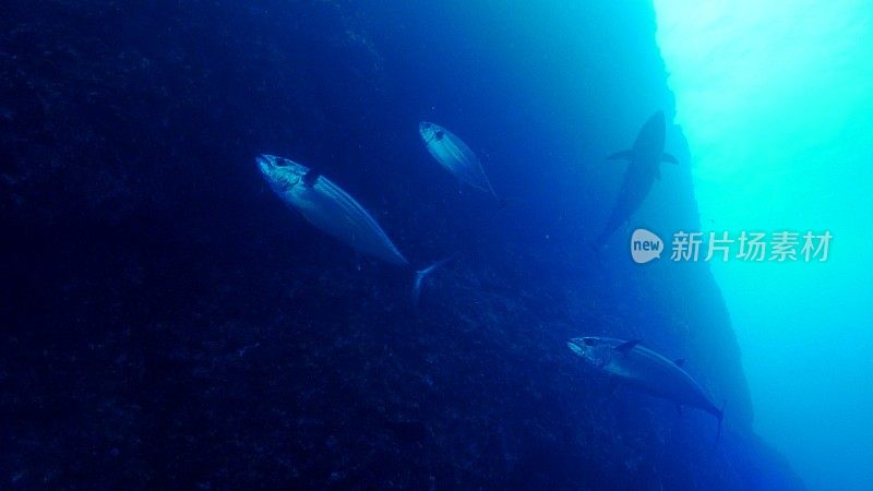 在日本深海峡谷中觅食的狗齿金枪鱼