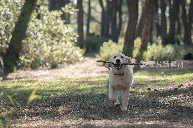 这只狗是森林里的拉布拉多犬