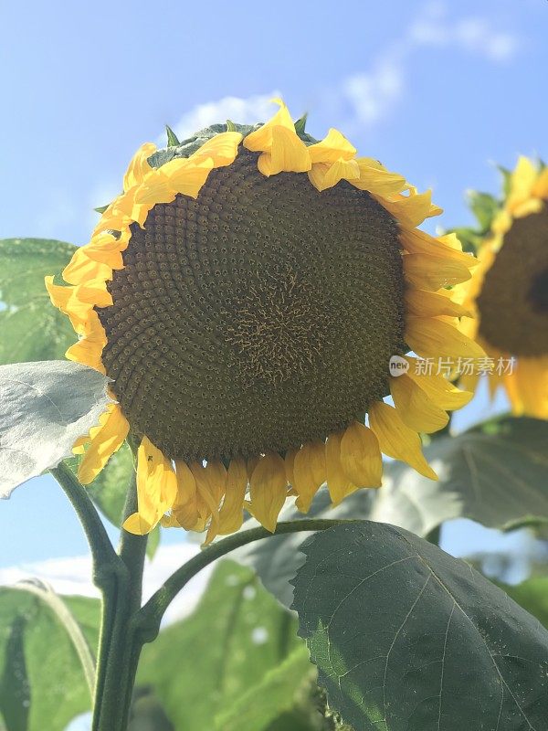 古老的围墙英国乡村别墅花园和分配与植物和鲜花