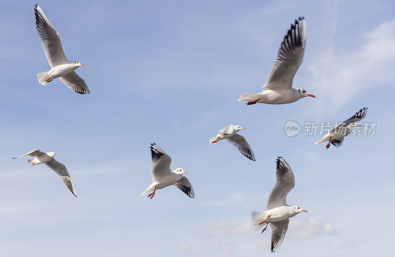 海鸥在海面上空飞翔